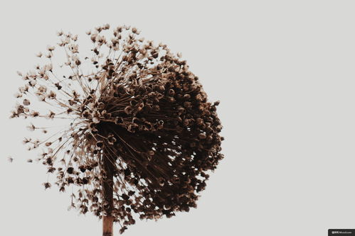 植物王國中的美食與環保之旅